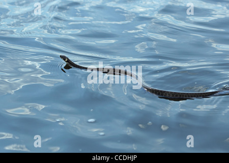 Grasschlange (Natrix natrix) schwimmt im Donaudelta Stockfoto