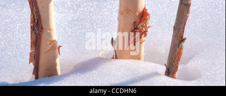 Fluss-Birke-Betula Nigra Stockfoto