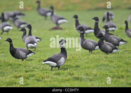 Hybrid Black Brant (Branta Nigricans) dunkel-bellied Brent Goose (Branta Bernicla Bernicla) Stockfoto