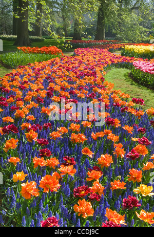 Bunte Fluss von orange und rote Tulpen mit blauen gemeinsame Trauben Hyazinthe im Frühling im park Stockfoto