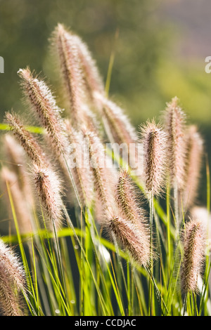 Ohren der chinesischen Brunnen Grass oder Lampenputzergras Alopecuroides mit Sonnenschein im Herbst Stockfoto