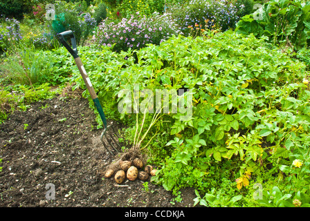 Kartoffeln (König Edwards) gegraben und ruht auf der Erde mit wer befestigt und Garten Gabel tatenlos. Stockfoto