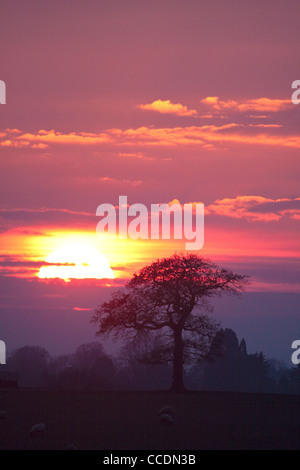 Sonnenuntergang über Eiche in Parkland, Worcestershire, England, UK Stockfoto