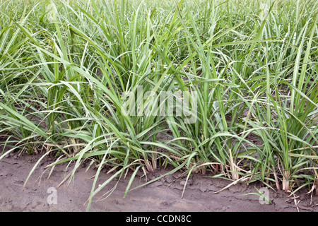 Zuckerrohr, junge nachwachsen, Feld. Stockfoto