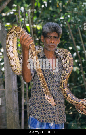 Snake Charmer hält eine Indian Python (Python aus), Sri Lanka Stockfoto