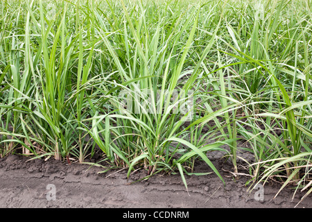 Zuckerrohr, junge nachwachsen, Feld. Stockfoto