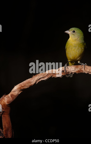 Grün lackiert Bunting in Florida Stockfoto