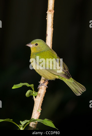 Grün lackiert Bunting in Florida Stockfoto