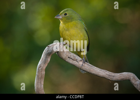 Grün lackiert Bunting in Florida Stockfoto