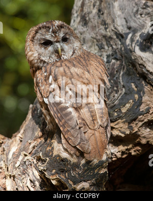 Tawny im Baum Stockfoto