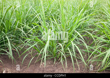 Zuckerrohr, junge nachwachsen, Feld. Stockfoto