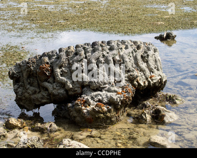 Reste von einem amerikanischen Traktor verwendet, um den Strand von Peleliu Sturm zerstört während des zweiten Weltkriegs. Stockfoto