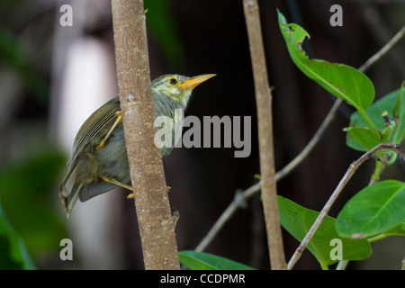 Riesen White-eye (Megazosterops Palauensis), eine vom Aussterben bedrohte endemische nach Palau Stockfoto