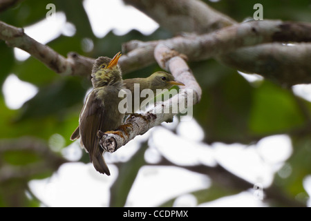 Riesen White-eye (Megazosterops Palauensis), eine vom Aussterben bedrohte endemische nach Palau Stockfoto