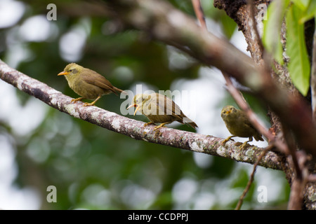 Riesen White-eye (Megazosterops Palauensis), eine vom Aussterben bedrohte endemische nach Palau Stockfoto