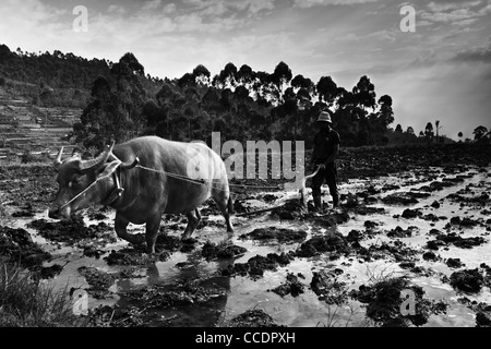 Ein Wasserbüffel (Bubalus beispielsweise) wird verwendet, um zu pflügen Paddy Reisfeld in Java, Indonesien Stockfoto