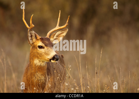 Eine junge Forkbucked schwarz - Tailed Hirsche mit einem Zweig des Grases auf seiner Nase. Stockfoto
