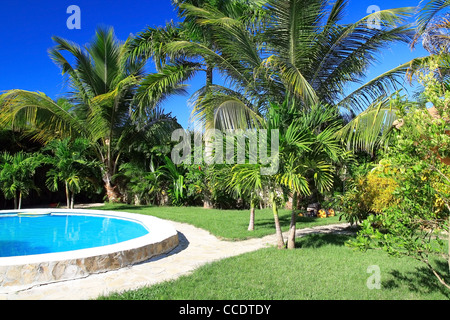 Privater Pool mit Palmen Stockfoto