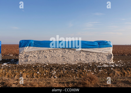 Baumwolle-Modul - Kalifornien USA Stockfoto