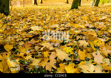Laub auf dem Boden in einem Wald Stockfoto