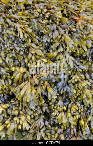 Algen: Blase Wrack: Fucus Vesiculosus Stockfoto