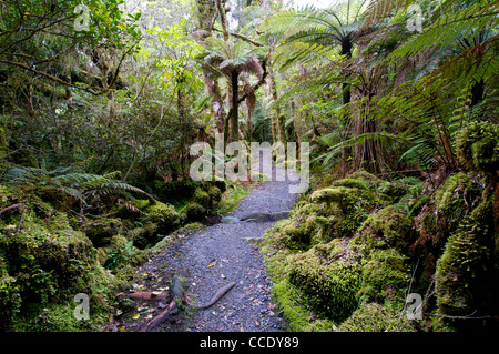 Regenwald-Track, der Franz Josef Glacier Südinsel Neuseeland Stockfoto