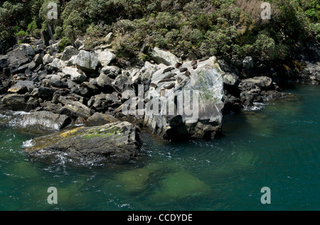 Robben sonnen sich ein Fels im Milford Sound Stockfoto