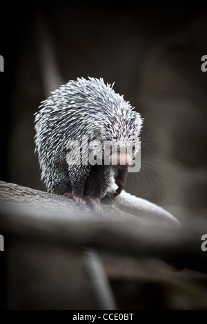 Nahaufnahme von einem niedlichen brasilianischen Stachelschwein (Coendou Prehensilis, flachen DOF) Stockfoto