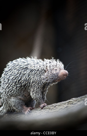 Nahaufnahme von einem niedlichen brasilianischen Stachelschwein (Coendou Prehensilis, flachen DOF) Stockfoto