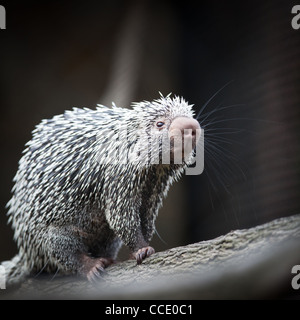 Nahaufnahme von einem niedlichen brasilianischen Stachelschwein (Coendou Prehensilis, flachen DOF) Stockfoto