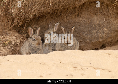 Junge Kaninchen saßen vor einem Bau in einer Sanddüne auf der Insel Islay. Stockfoto