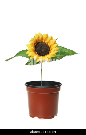 Gelbe Gerbera im Topf Stockfoto