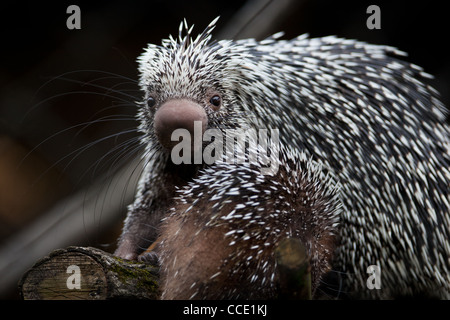 Nahaufnahme von einem niedlichen brasilianischen Stachelschwein Stockfoto