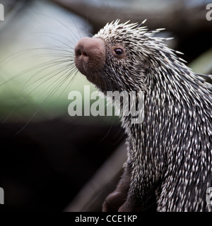 Nahaufnahme von einem niedlichen brasilianischen Stachelschwein Stockfoto