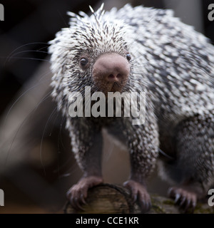 Nahaufnahme von einem niedlichen brasilianischen Stachelschwein Stockfoto