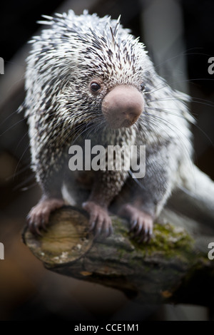 Nahaufnahme von einem niedlichen brasilianischen Stachelschwein Stockfoto