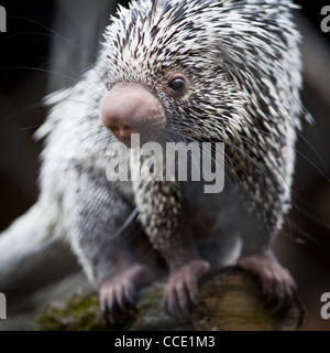 Nahaufnahme von einem niedlichen brasilianischen Stachelschwein Stockfoto