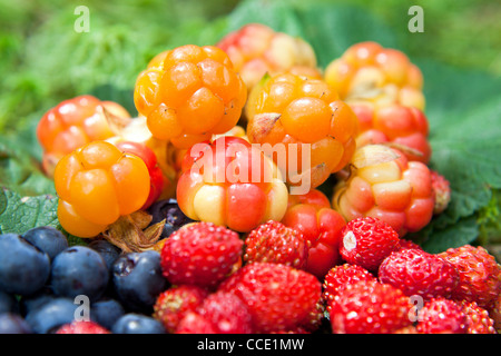 Wilde Beeren auf einem grünen Hintergrund der vegetativen in Holz Stockfoto