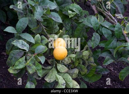 Zitrusfrüchte werden im mediterranen Biom des Eden-Projekts angebaut, wie bei diesen Orangen, die auf einem Baum fruchten Stockfoto