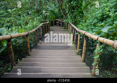 Ein Blick auf Winter Sunshine Filter auf dem Holzsteg durch den Regenwald Biom in das Eden Project, St. Austell. Stockfoto