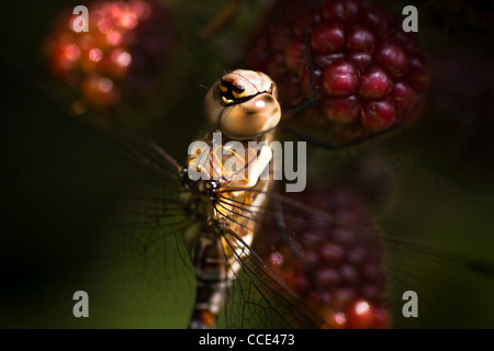 Libelle Aeshna Mixta oder Migrant Hawker ruht auf RIP-brambleberries Stockfoto