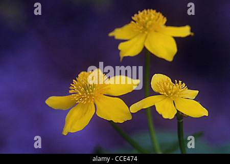 SUMPFDOTTERBLUMEN AUF EINEN GARTEN-TEICH IN HAMPSHIRE Stockfoto