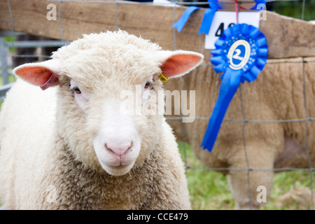 Preis gewinnende Schafe am Landwirtschaftsausstellung mit rosette Stockfoto