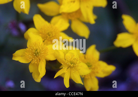 SUMPFDOTTERBLUMEN AUF EINEN GARTEN-TEICH IN HAMPSHIRE Stockfoto