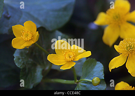 SUMPFDOTTERBLUMEN AUF EINEN GARTEN-TEICH IN HAMPSHIRE Stockfoto