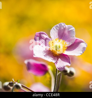 Rosa japanische Anemone oder Anemone Japonica Blume blüht im Sommer mit Hintergrund der gelben Blüten - quadratisches Bild. Stockfoto