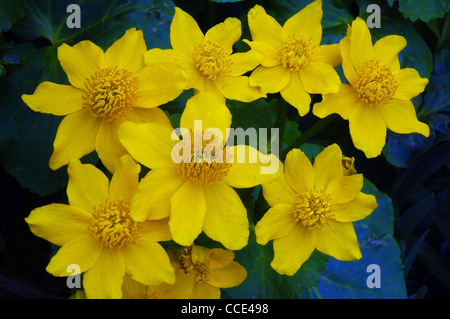 SUMPFDOTTERBLUMEN AUF EINEN GARTEN-TEICH IN HAMPSHIRE Stockfoto