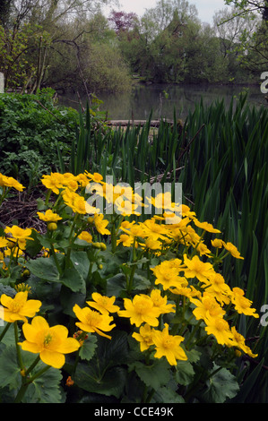 SUMPFDOTTERBLUMEN AUF EINEN GARTEN-TEICH IN HAMPSHIRE Stockfoto