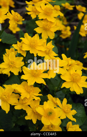 SUMPFDOTTERBLUMEN AUF EINEN GARTEN-TEICH IN HAMPSHIRE Stockfoto