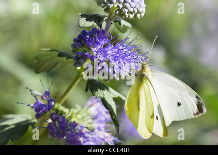 Schmetterling groß weiß, im Sommer auf Caryopteris Clandonensis 'Heavenly Blue' auch genannt Blaubart Stockfoto